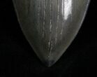 Sharply Serrated Megalodon Tooth - Beauty #7108-3